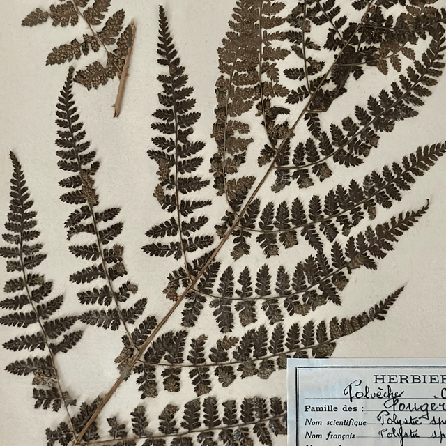 la planche d'herbier "Fougères", 1935